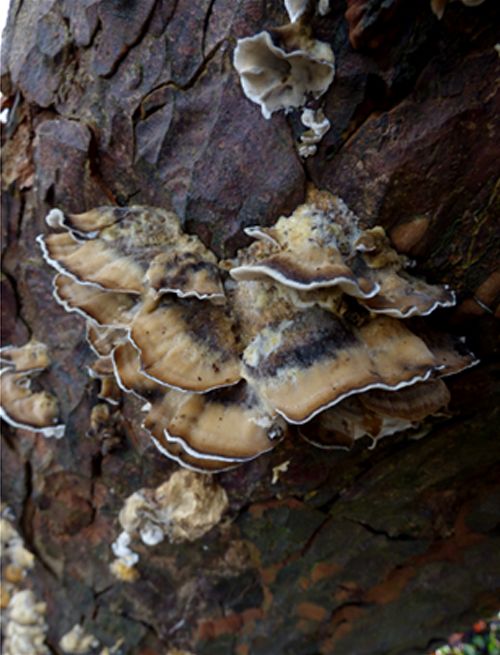 Ochreous-brown brackets with blackened centres on horse chestnut in Brentwood, Essex